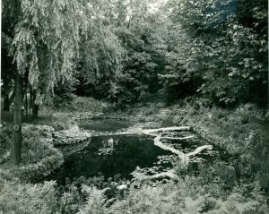 Original Lily pond