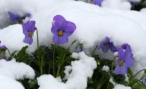 Violas In Snow
