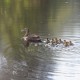 moving ducklings