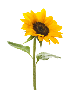 sunflower with stem