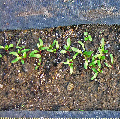 seedlings-in-ground